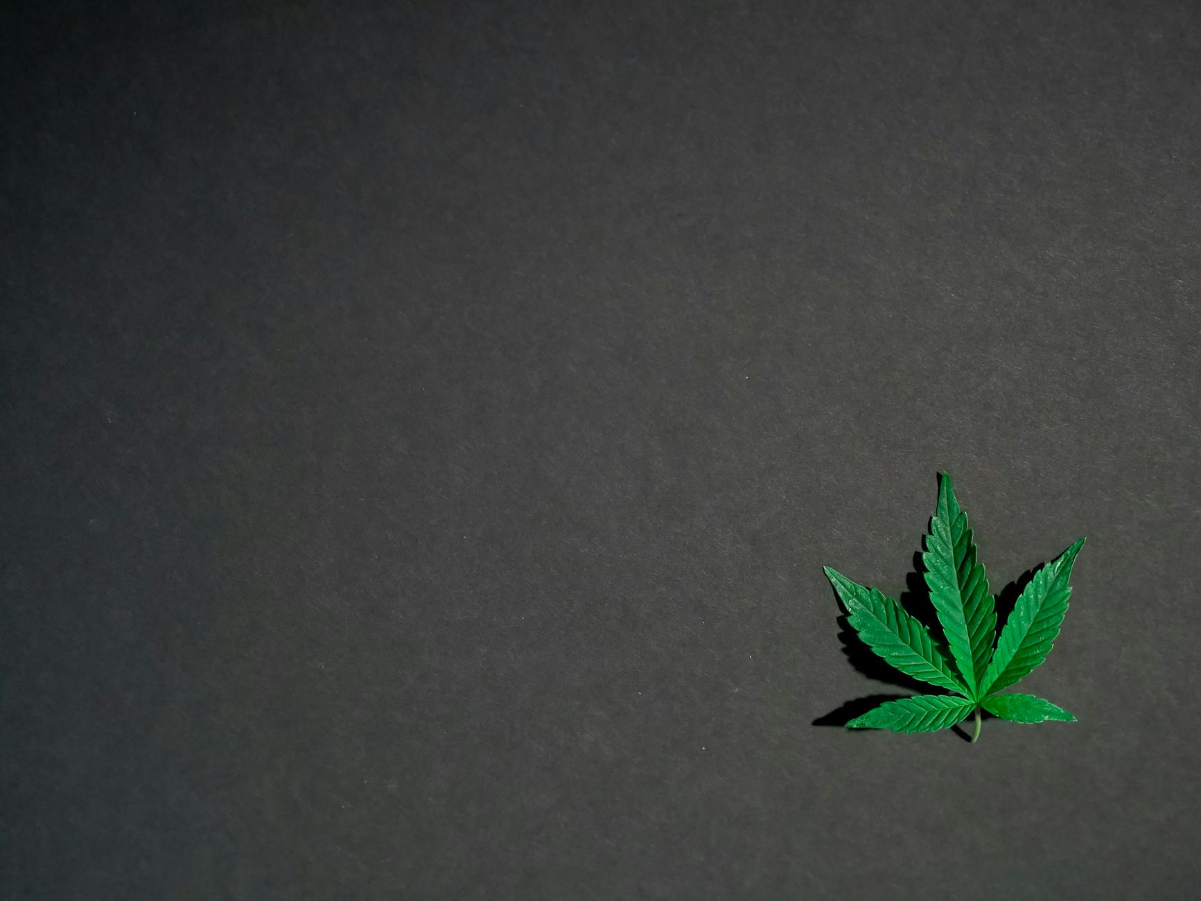 photo of cannabis leaves on dark background