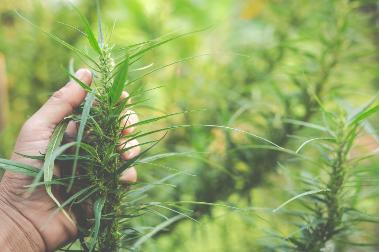 Hemp leaves