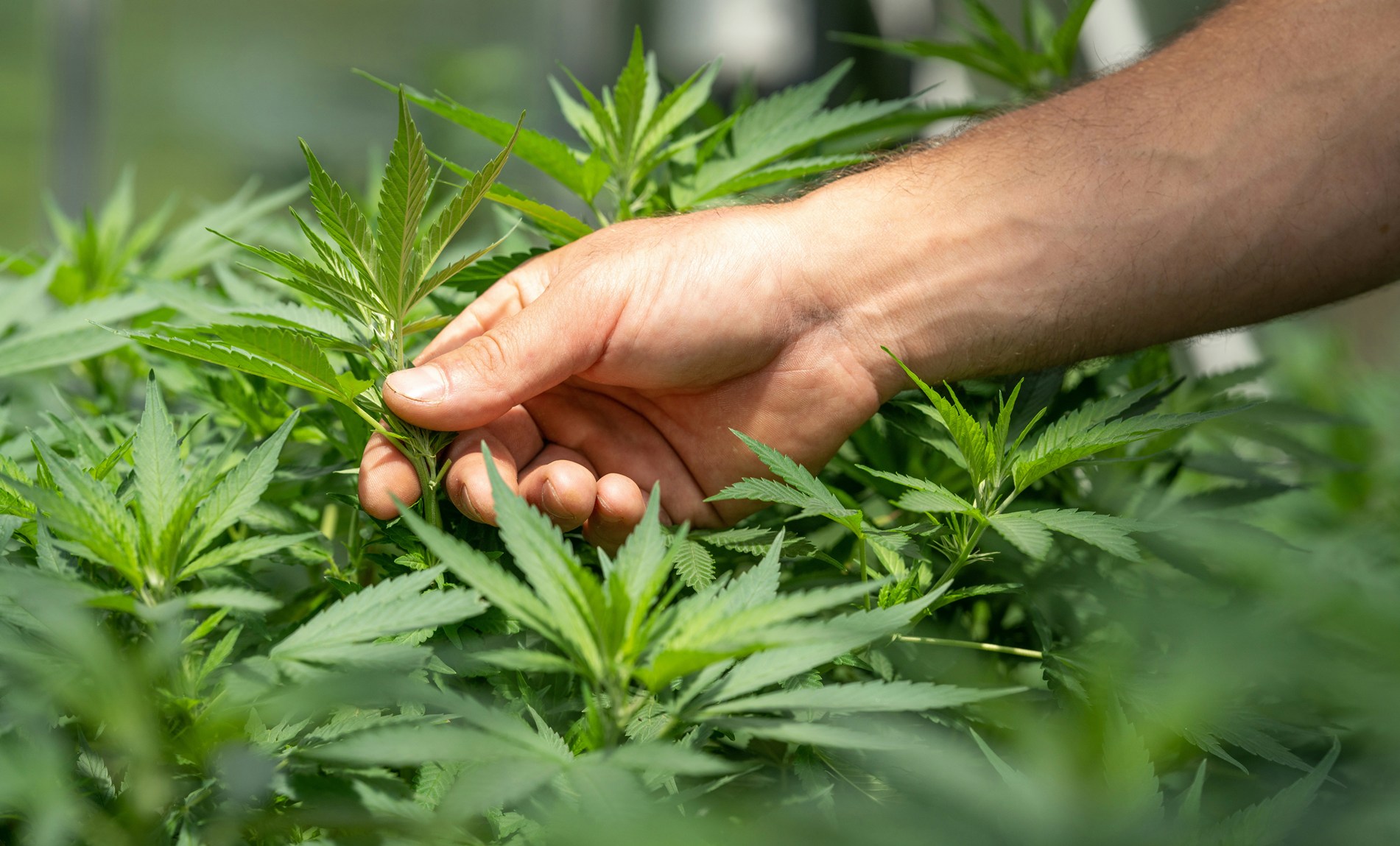 Bitterstoffe & CBD