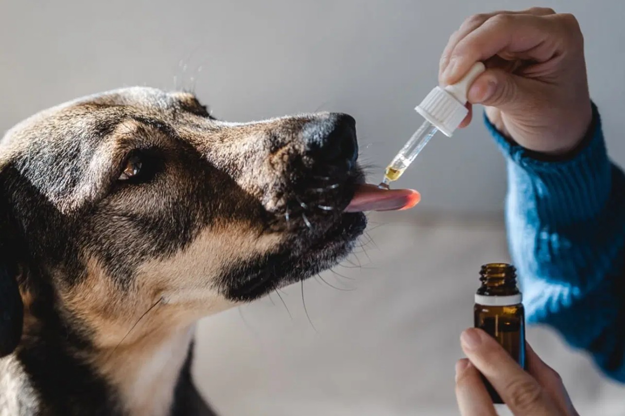 CBD-Öl für Hunde