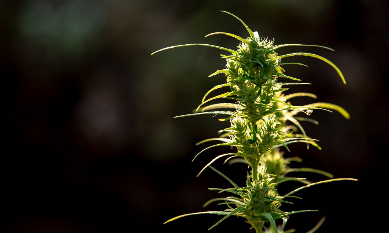 Cannabisöl vs. CBD-Öl